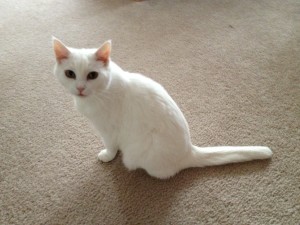 A little white cat with a short tail
